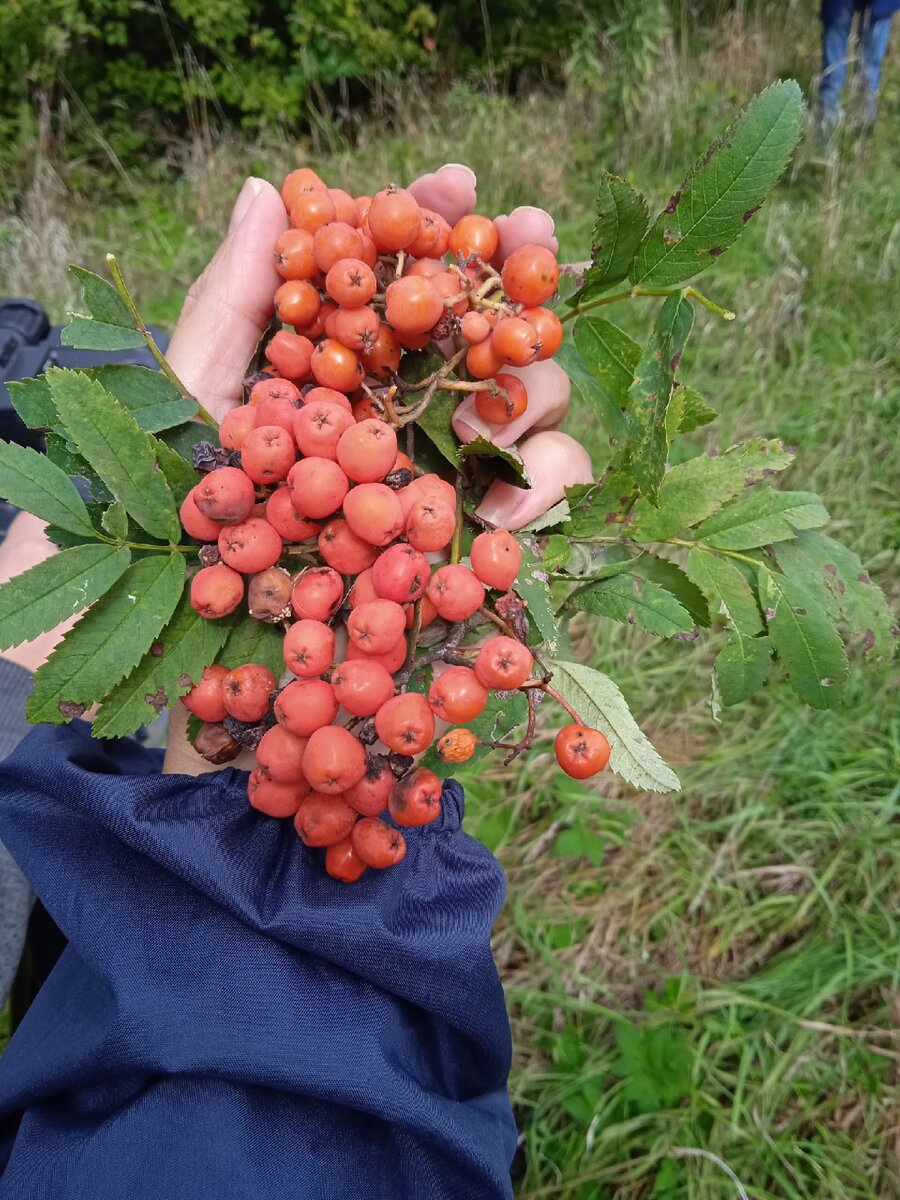 Фартук для кухни 