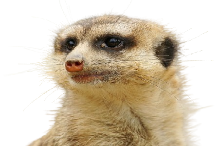 Вот такой сурикат достался в наследство Триш. Картинка с сайта pixabay.com/ru. Бесплатно для коммерческого использования, указание авторства не требуется.