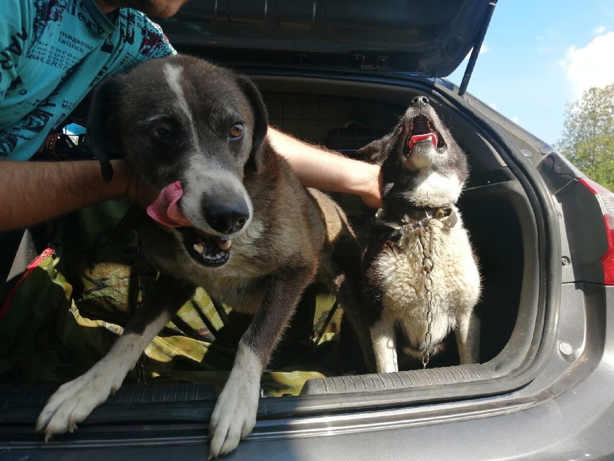 Рада и Рома попали в приют в июле. Они жили во дворе частного дома, который сгорел. Первое время Рада бессмысленно лаяла в угол и затравленно бегала по кругу, Рома просовывал лапу через решётку и пытался ею ухватить человека. Дрожали, плакали. Сейчас Рома и Рада сидят в уличном вольере, вместе.