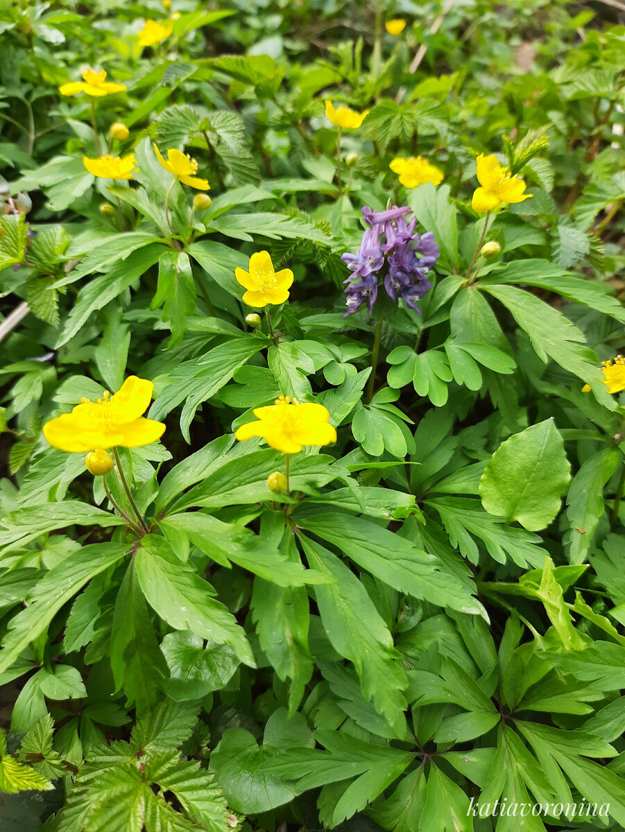 Ветреница лютичная.