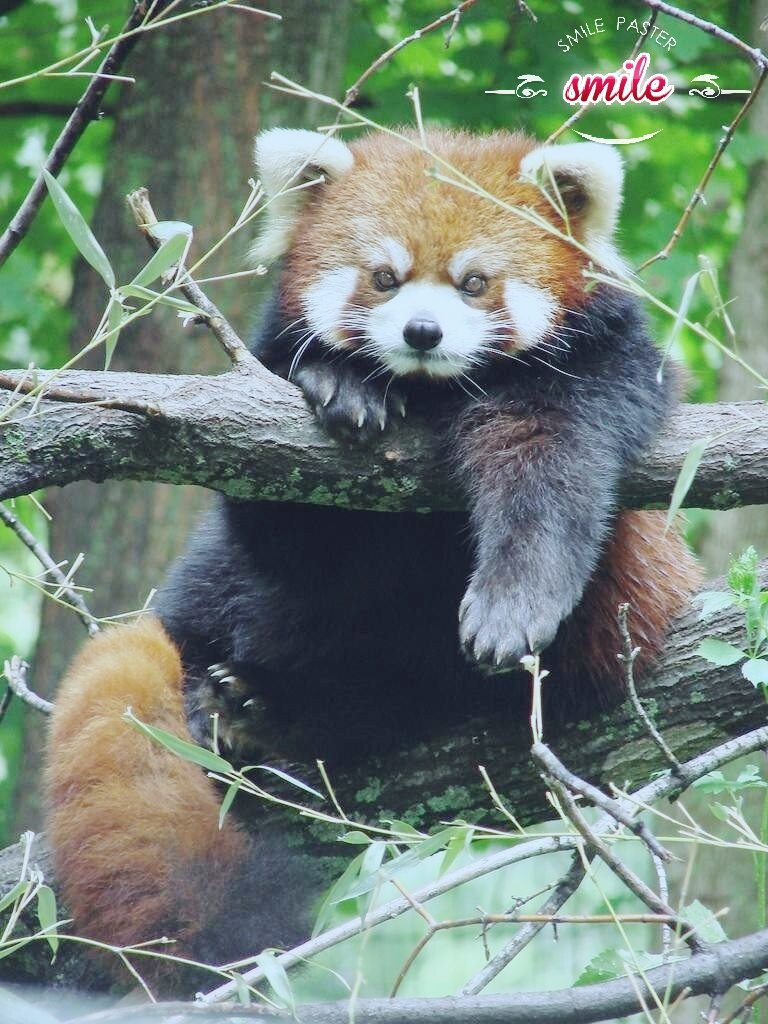 Малая панда