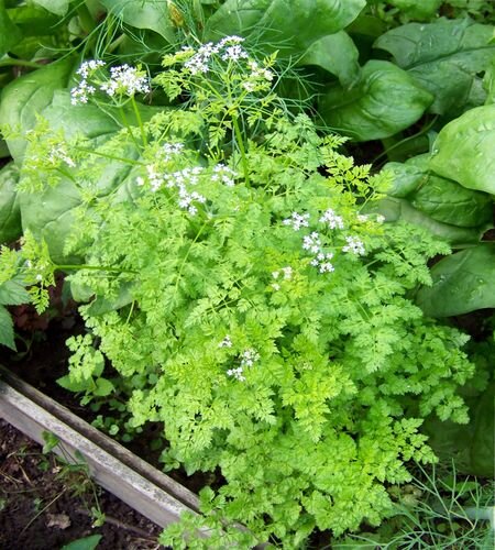 кервель полезные свойства