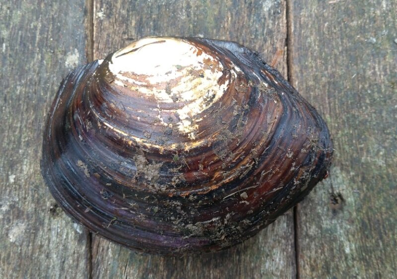 Фото: observation.org