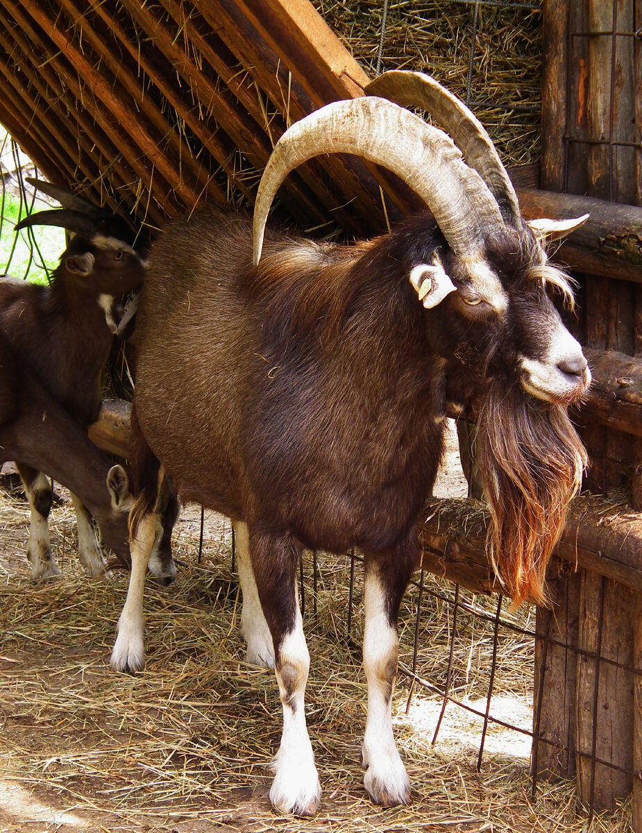 Козел породы тоггенбург