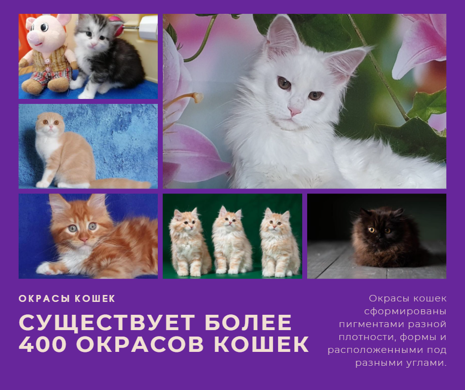 Какое название кошек. Окрасы кошек. Расцветки кошек названия. Котики бывают разные. Солидный окрас у кошек.