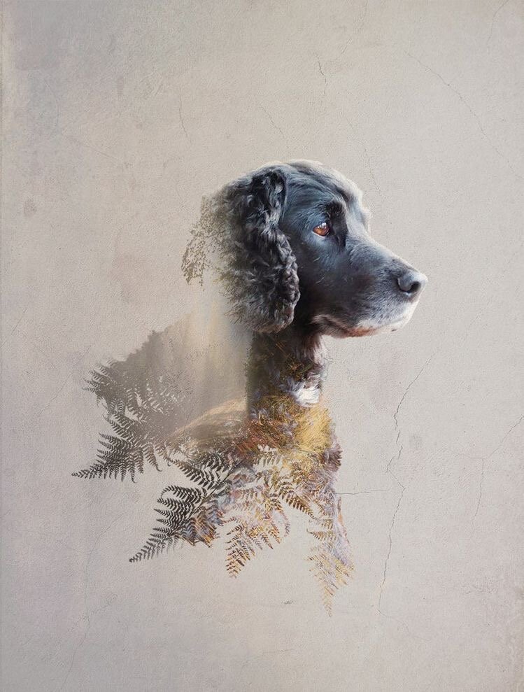 Фото из интернета. Лесная тема - моя любимая