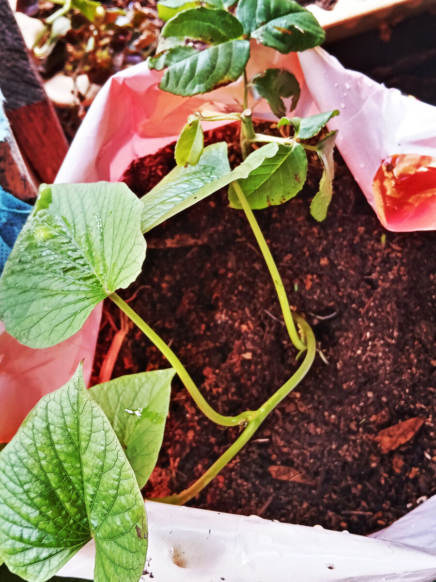 С краю розочка примостилась