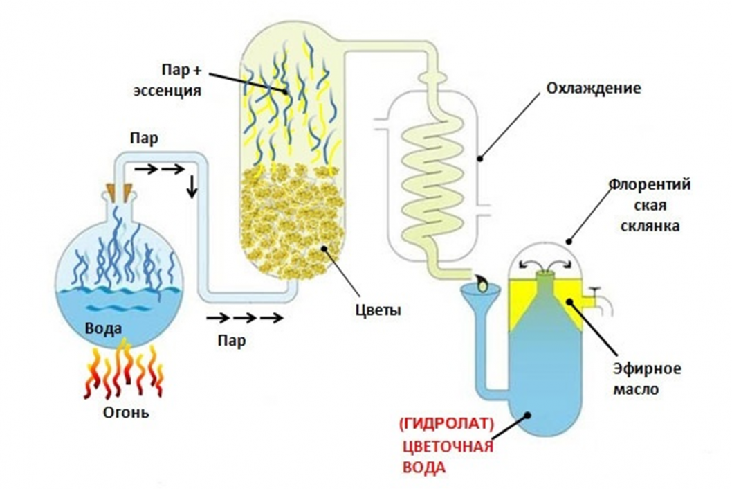 | Фото: Анастасии Коробовой