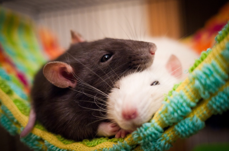                                                                Крысы в гамаке