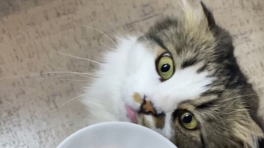 КУЗЯКА | Ну и гадость, эта ваша заливная рыба! 🐟 | Дзен