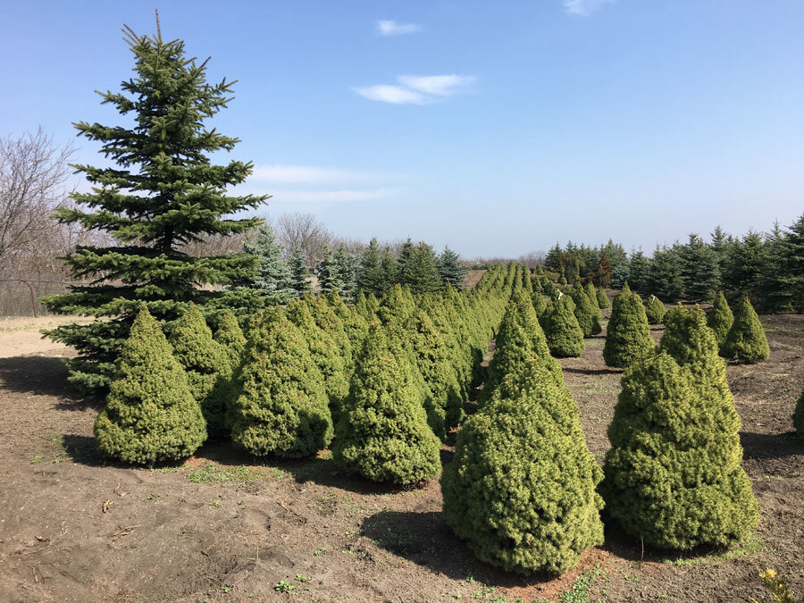 Канадская ель Коника. Продажа Picea glauca Conica в Петербурге