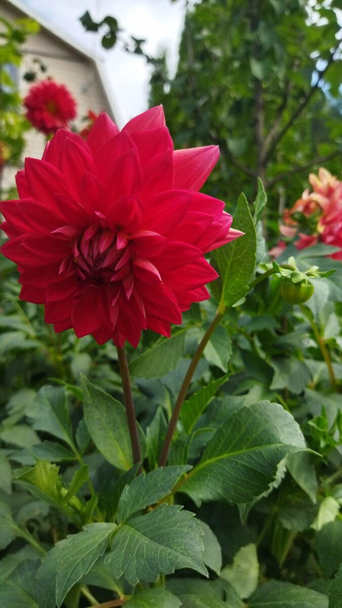 Георгин вырастила Вера Михайловна в СНТ МИНВУЗ Раменского района Московской области.