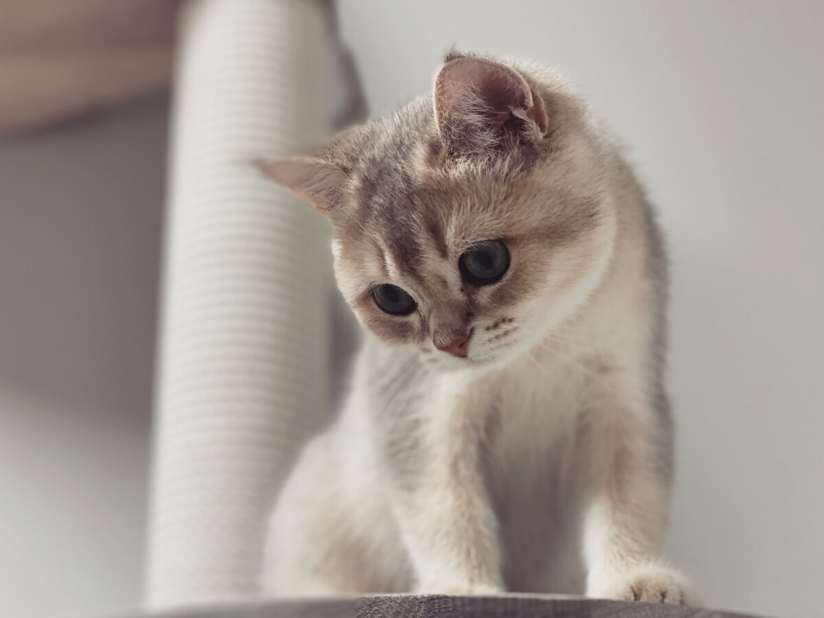 Вангог после очистки глаз