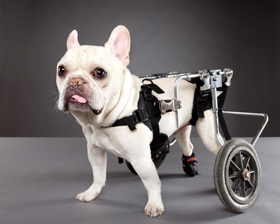 Инвалидные коляски Dog wheelchairs