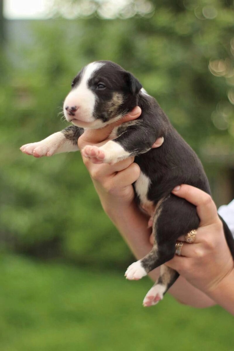 Аресик в объявлении