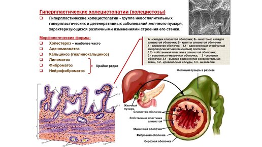 Кальцинаты в печени у плода: 📌 вопросы гинекологии и советы по лечению