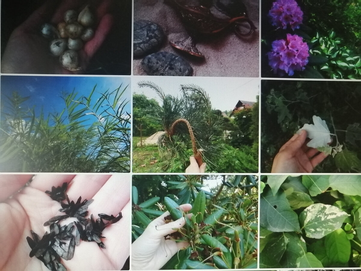 Эти фото тоже из тех, что куплены не раз. В том числе ива, ветка сосны с сосновым вертуном, семена хосты, пестролистная гречиха сахалинская и, конечно же, наш красавчик рододендрон!