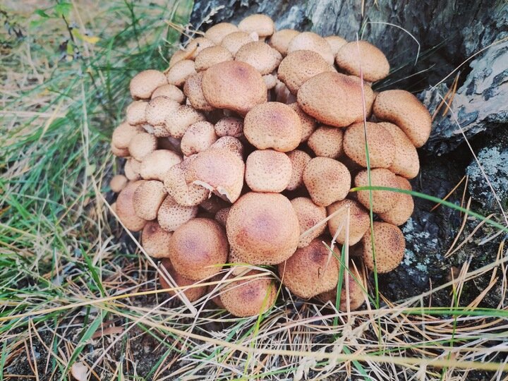   МК в Бурятии