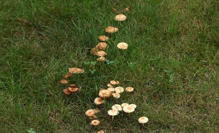 Уход за газоном от Садового центра Green Space 