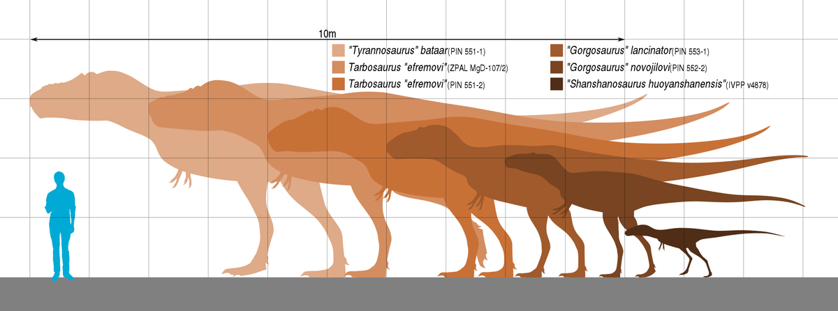 Различные стадии онтогенеза тарбозавра