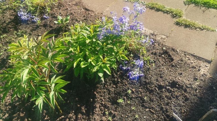    Делим пионы осенью для подсадки