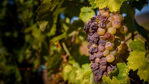 Вино Lyska Tokaj Furmint. Сладкое белое венгерское...