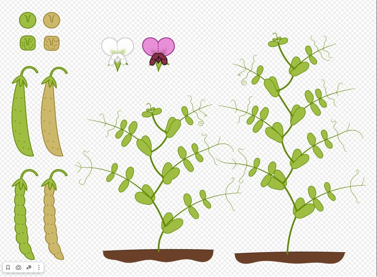 2 Моногенетические признаки, которые Грегор Иоганн Мендель исследовал в своих экспериментах с горохом