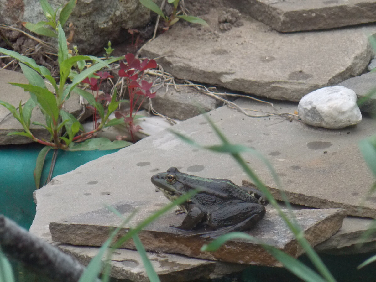 Этот самец кричит не затихая уже 3 недели, его потомство уже вылупилось но ему мало...