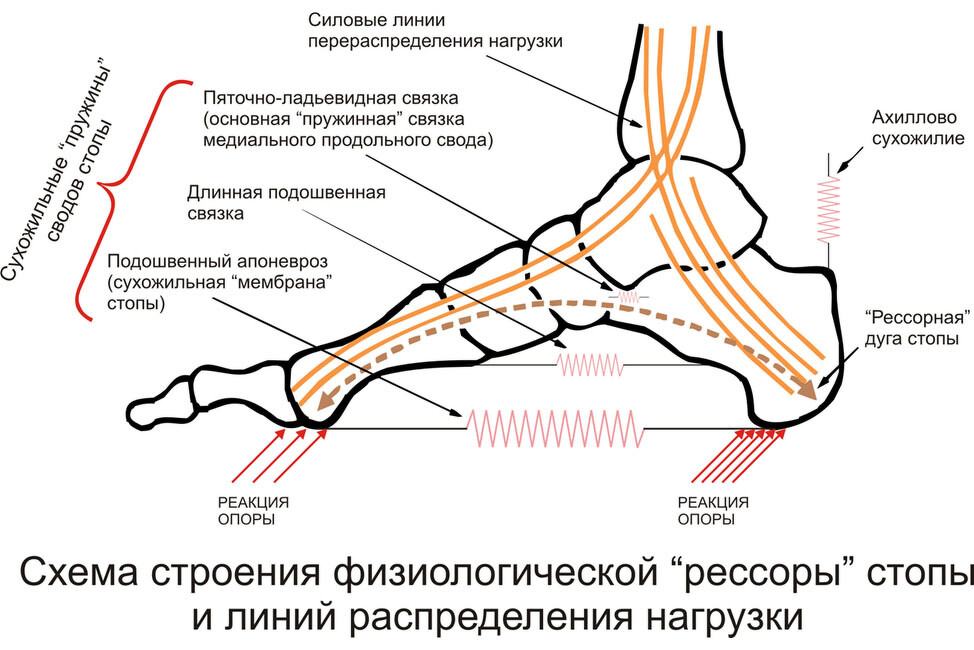 Показать пяточную кость. Строение стопы человека схема анатомия. Анатомия стопы человека кости и связки. Связки свода стопы анатомия. Строение стопы с мышцами и связками.