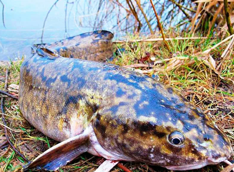 Ловля налима весной. Источник фото ulovanet.ru
