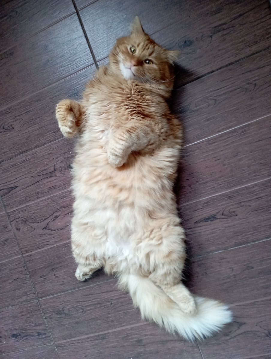 Любимая поза. Когда спина ровная-очень удобно так лежать. 