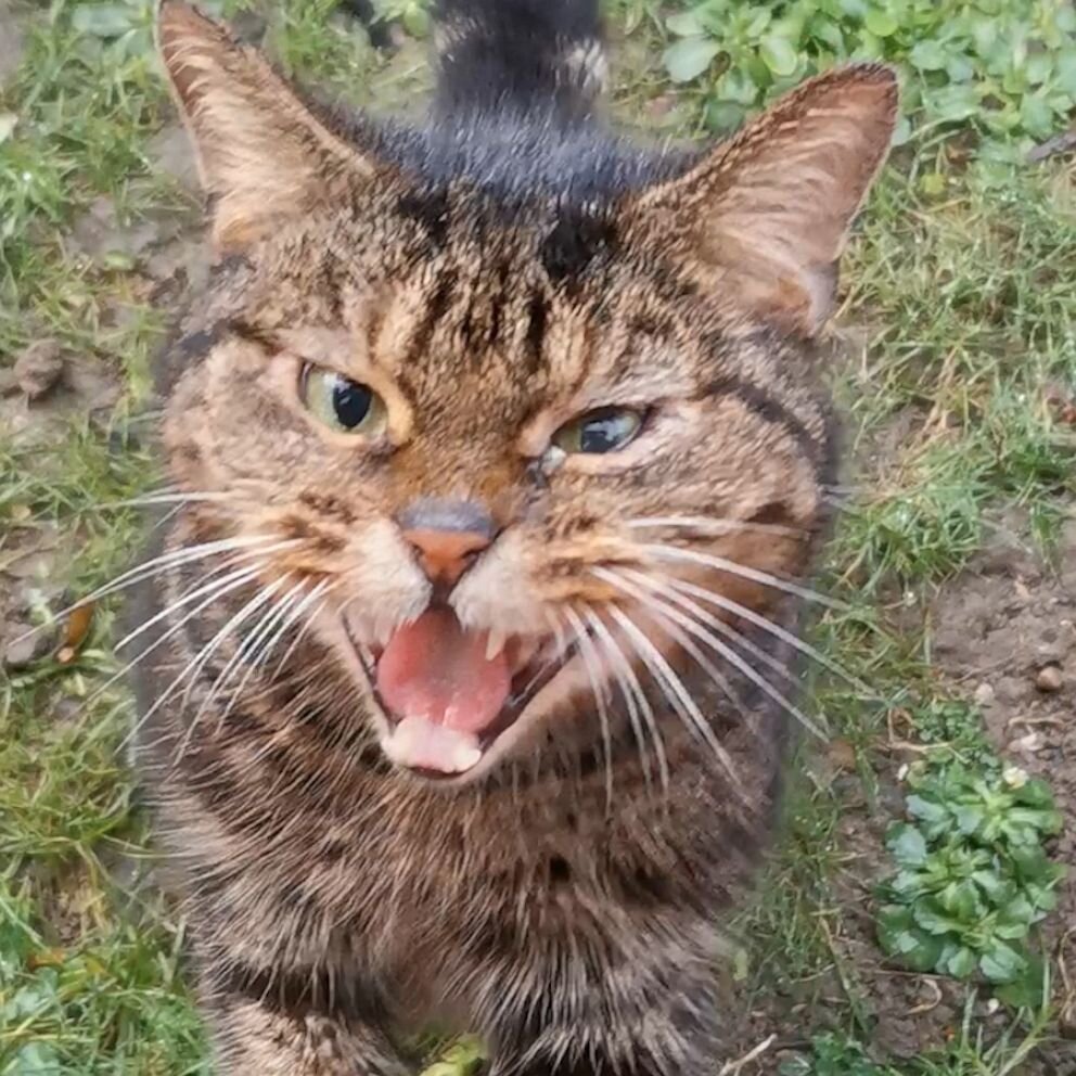 Кот. Источник фото: https://abcnews.go.com/GMA/Living/video/angry-stray-cat-viral-woman-documents-friendship-77032914