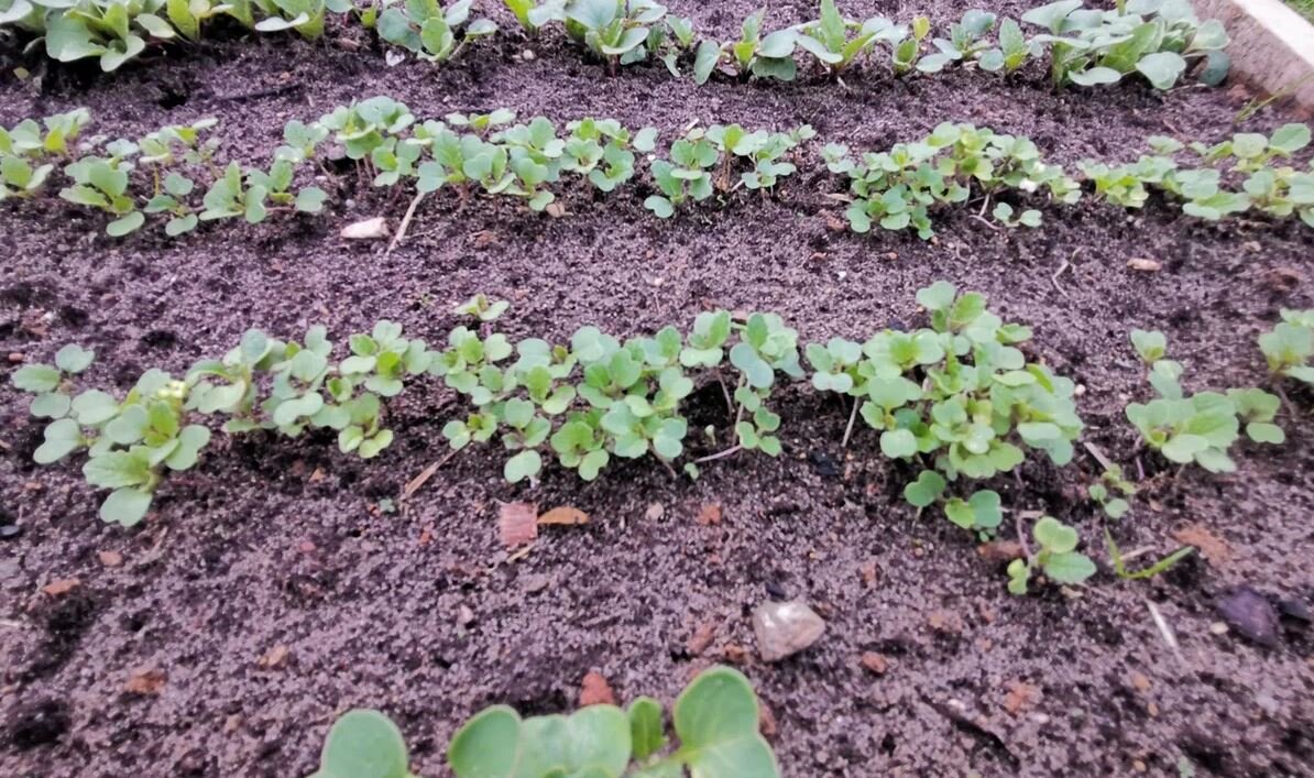    Какие овощи посадить без рассады