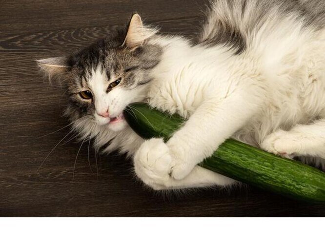 Фото из Интернета.