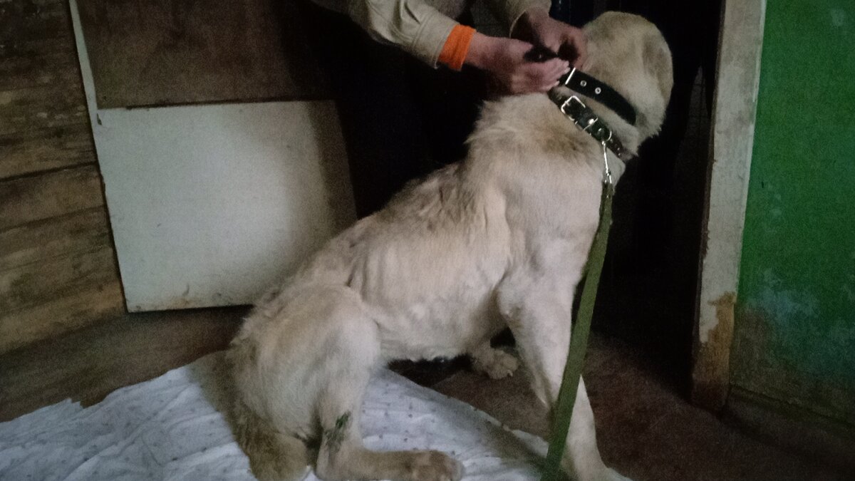 при дневном  свете  состояние её выглядит не  так  плачевно , как  при  вечернем- на  фото в  первом  посте