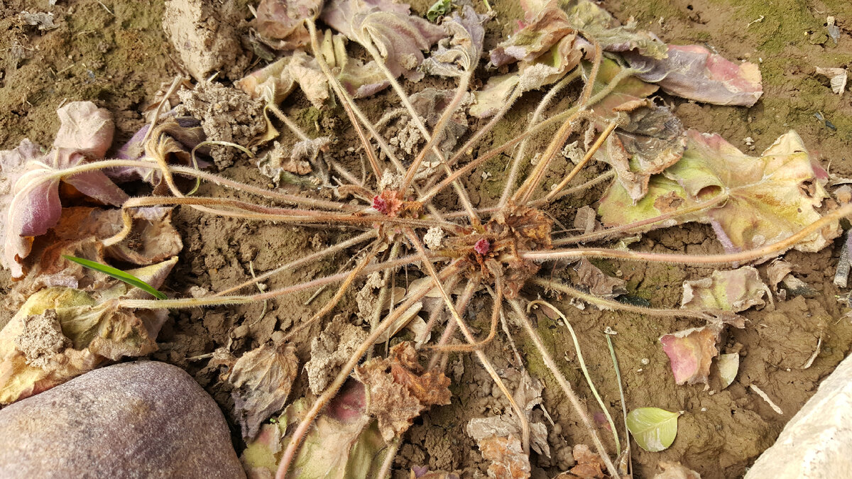 Heuchera Southern Comfort