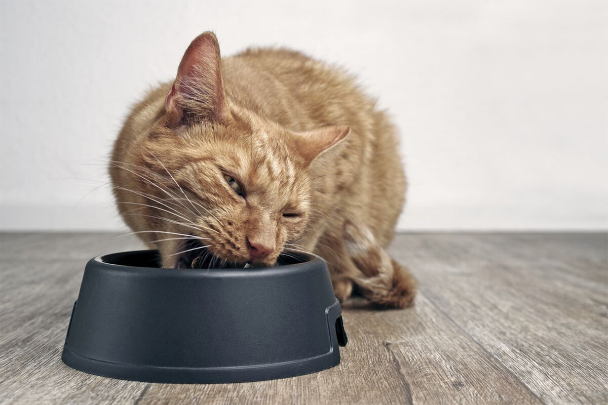 Потребность в конкретных питательных веществах должна быть учтена при кормлении 