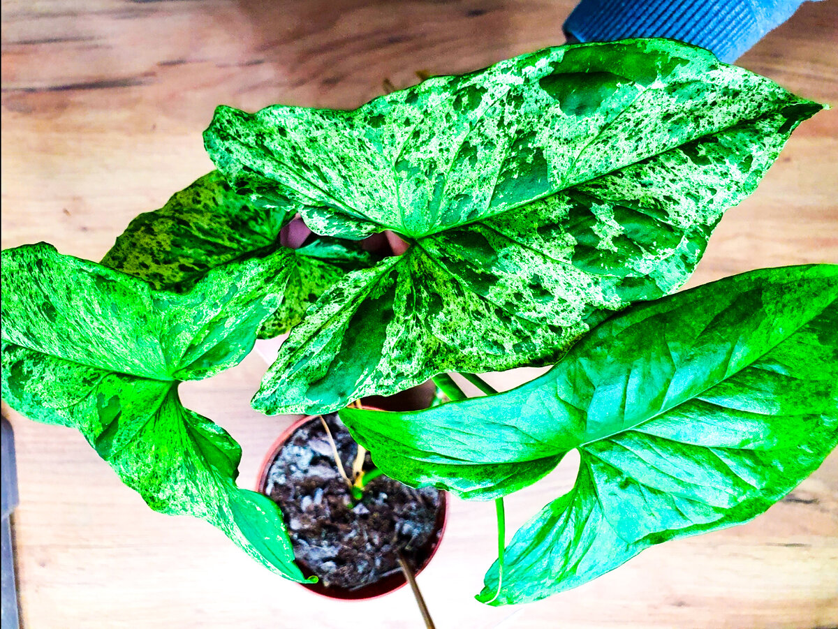 Листья крупные и в очень мелкий крап. Аж рябит в глазах. Но смотрится красиво