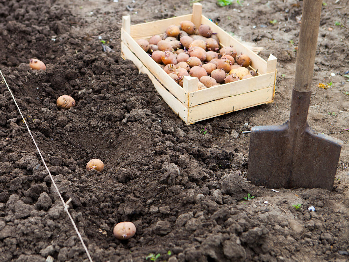 Посадка картофеля. Посадка картошки. Предпосадочная обработка картофеля. Подготовка посадочного материала к посадке картофеля.