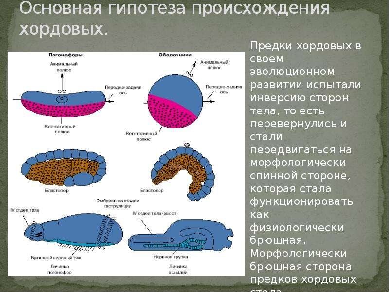 Эволюция хордовых презентация