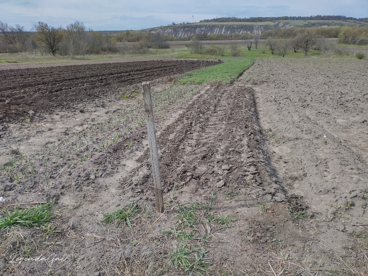 Правая грядка с луком. Долбила тяпкой изо всех сил, чтобы верхний слой разбить...