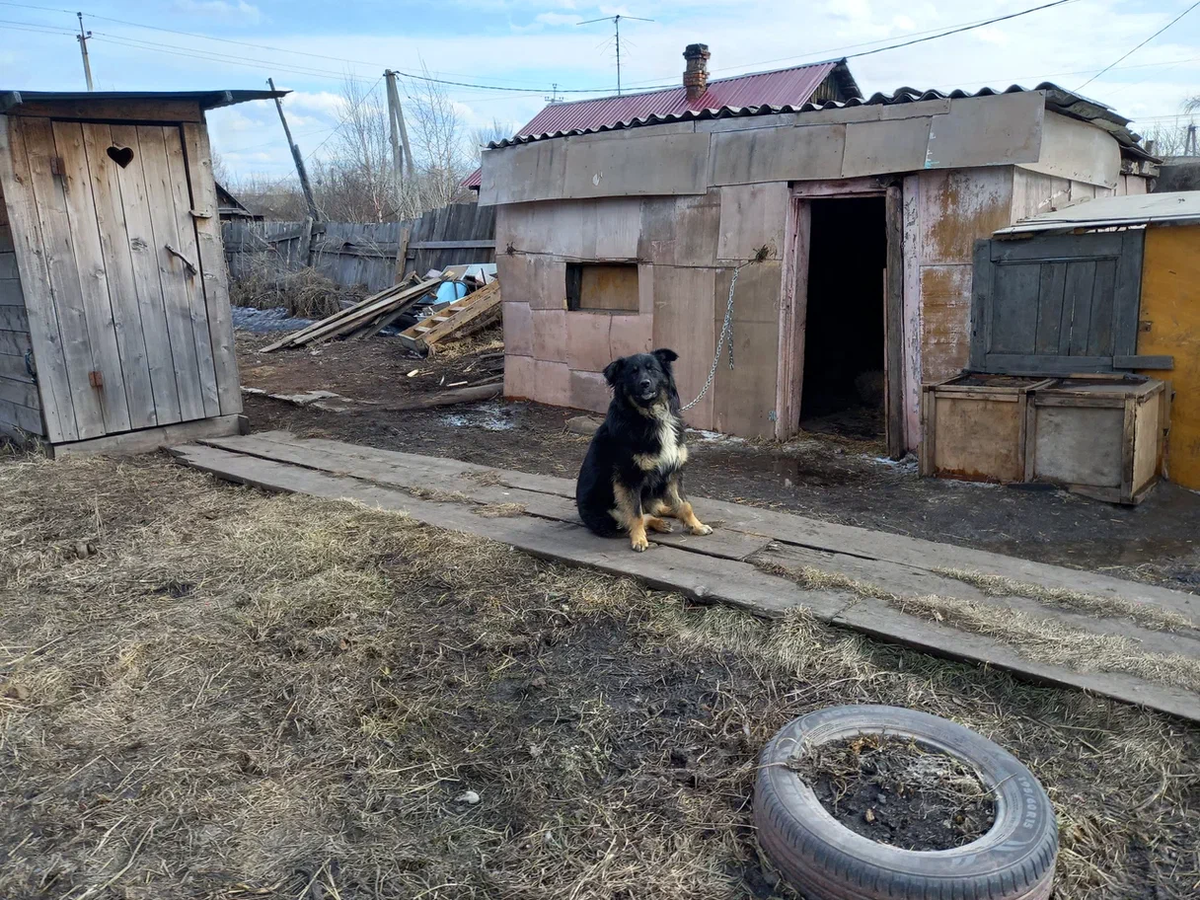 Одноглазый бандит Стивка прихворнул | Кузбасский зооволонтер | Дзен