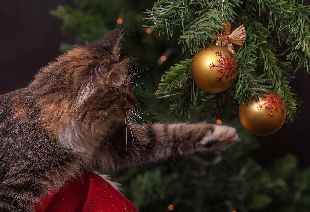      Знакомство кошки с елочными игрушками.