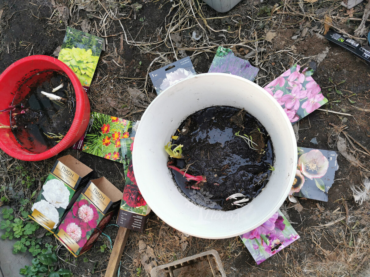 Все корешки обязательно обеззараживаю хотя бы марганцовкой. А ещё подсохшие после хранения экземпляры замачиваю до суток, пока корешки не наберут тургор.