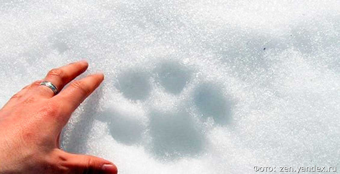 отпечаток следа рыси. следы рыси на снегу. отпечаток следа рыси. следы рыси зимой. рысьи следы на снегу.