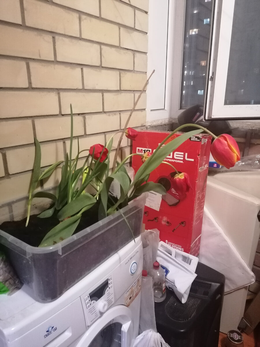 Пока тюльпаны сажаю на балконе 