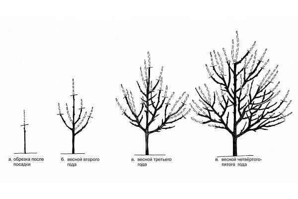 Схема обрезки черешни