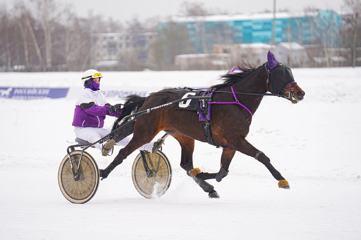 Американская рысистая Нордикшн Вет (Бедфорд Гановер - Нормандия), 2019 г.р. под управлением Евгении на дорожке Раменского ипподрома. 2 место в Призе памяти В.О. Витта. Заводчик лошади - ООО «Ветзооцентр», владелец - глава КФХ Кошукова Ж.Ю.. Тренирует Нордикшн Вет наездник 2 категории О.В. Малышева. Фото: А. Аглямова