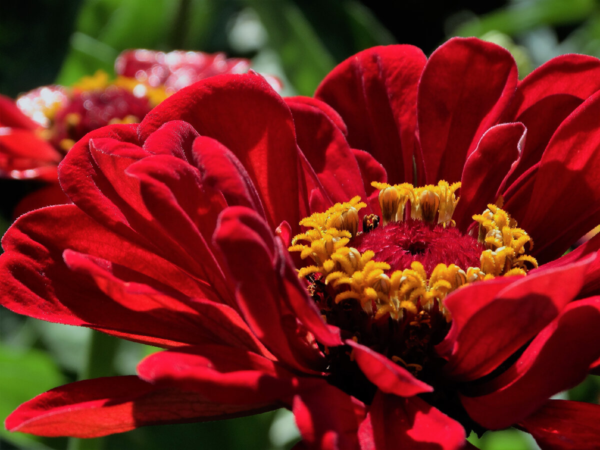 Макрофото цветка