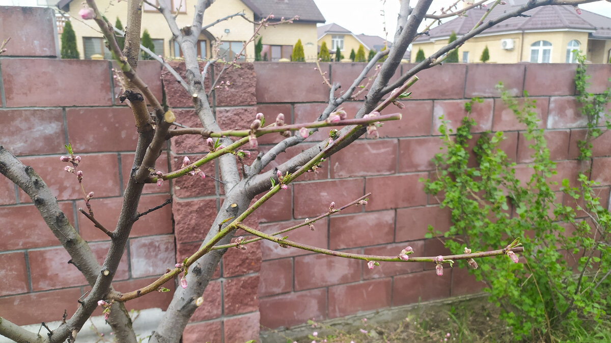 Персик готовится к цветению.